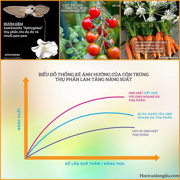 Tầm Quan Trọng Của Thụ Phấn【Côn Trùng Nào Thụ Phấn Tốt Nhất?】