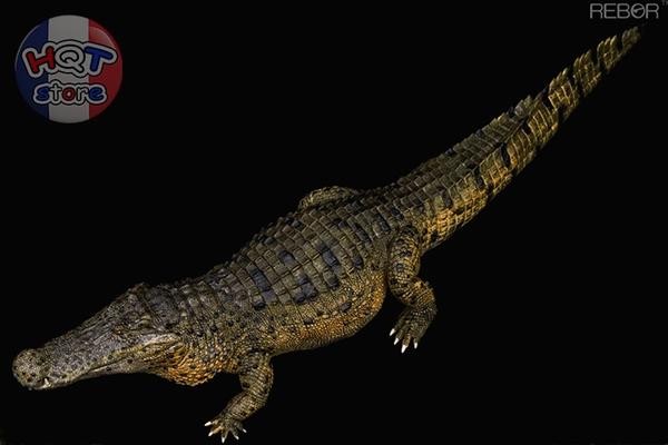 Mô Hình Cá Sấu Tiền Sử Deinosuchus Hatcheri REBOR Swamp Estuary tỉ lệ 1/35