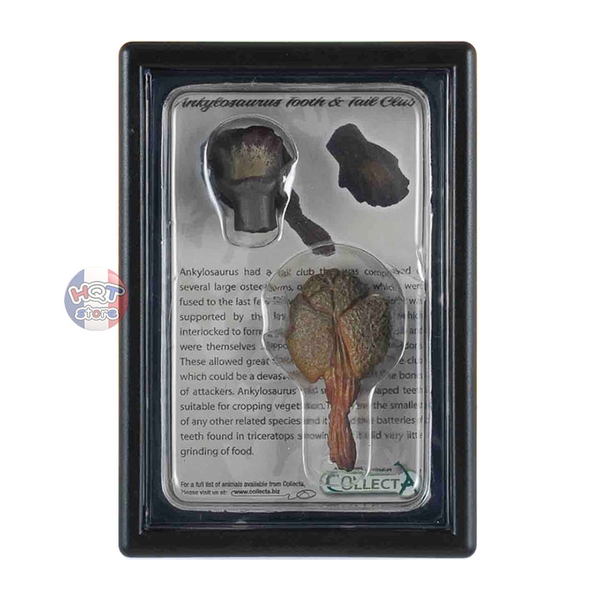 Mô hình hoá thạch vẩy gai răng khủng long Ankylosaurus CollectA 89287