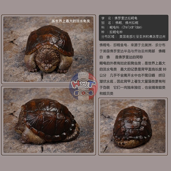 Mô hình Rùa CHELYDRA OSCEOLA Snapping Turtle Animal Planet