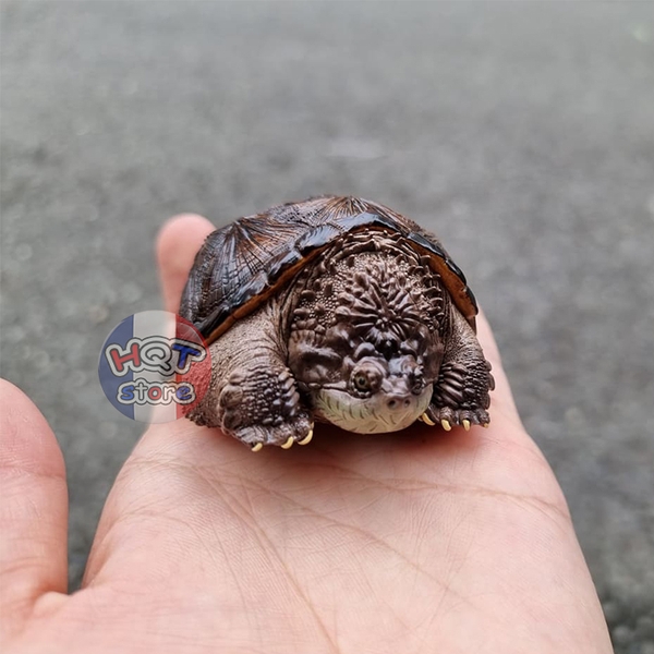 Mô hình Rùa CHELYDRA OSCEOLA Snapping Turtle Animal Planet