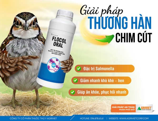 Bệnh thương hàn trên chim cút do Salmonella: Triệu chứng & điều trị với ...