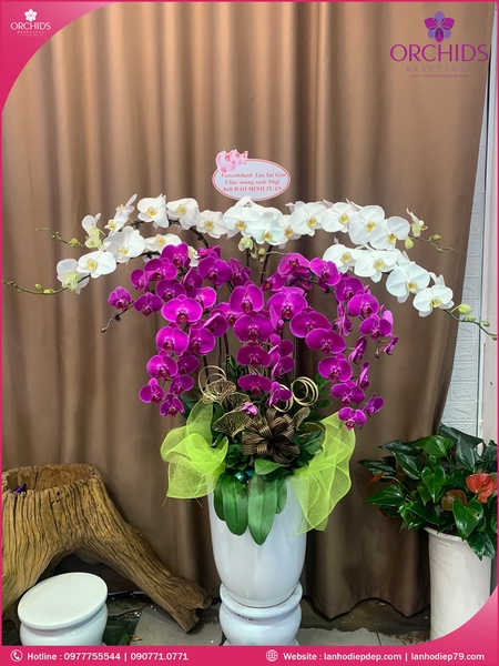 chau-hoa-lam-ho-diep-trang-tim-10-canh-tt114