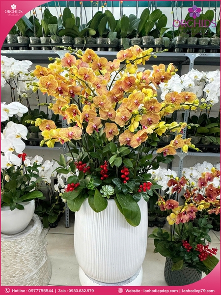 Chau-hoa-lan-ho-điep-cam-15-canh-c93