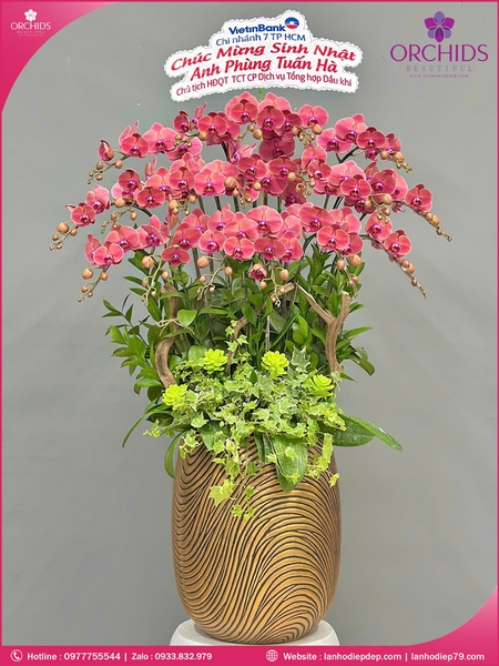 Chau-hoa-lan-ho-điep-cam-18-canh-c86