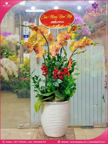 Chau-hoa-lan-ho-điep-cam-5-canh-c89