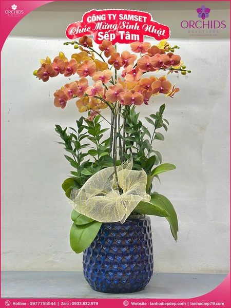 Chau-hoa-lan-ho-điep-cam-6-canh-c82