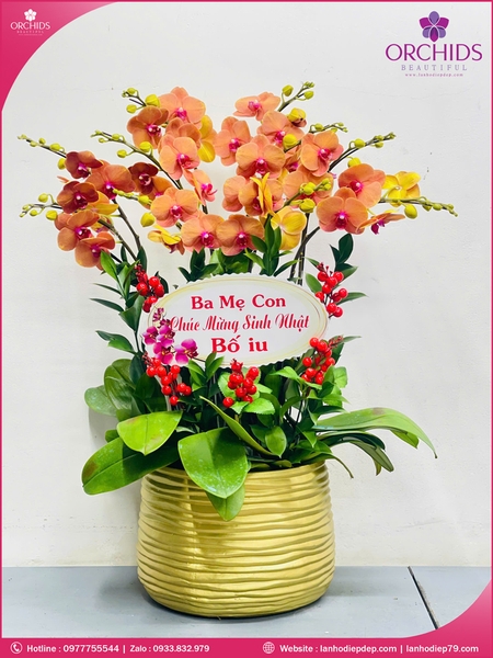 Chau-hoa-lan-ho-điep-cam-7-canh-c83