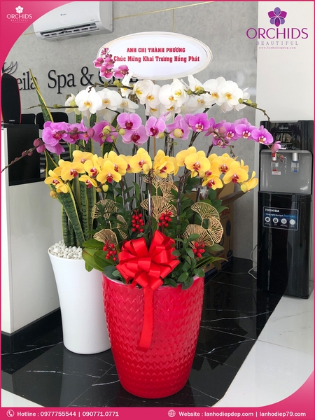 chau-hoa-lan-ho-diep-da-sac-15-canh-ds100