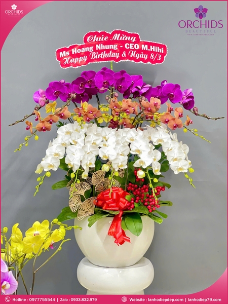 Chau-hoa-lan-ho-điep-da-sac-15-canh-ds245
