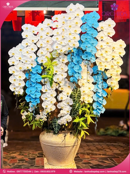 Chau-hoa-lan-ho-điep-da-sac-15-canh-ds256