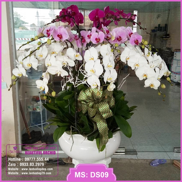 Lan hồ điệp giá rẻ, Chậu lan hồ điệp 20 cành đa sắc với thành thành siêu rẻ