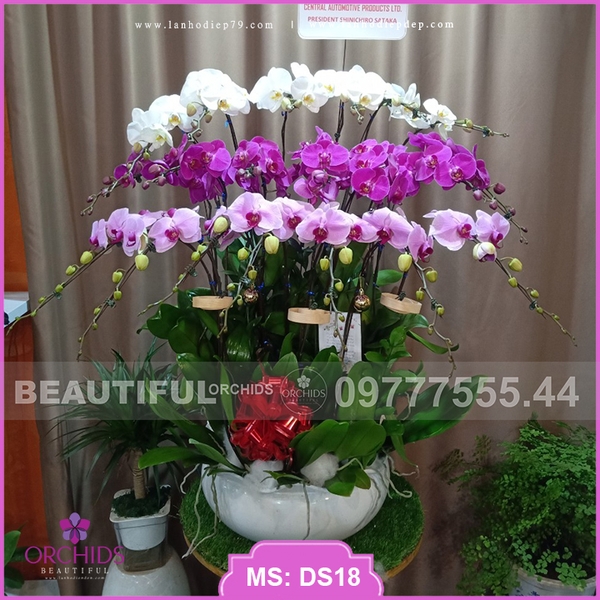 Chậu hoa lan 20 cành hồ điệp trắng tím hồng DS18