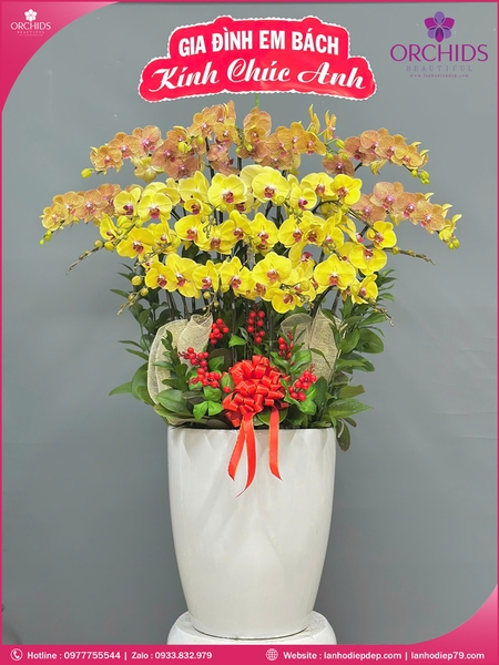 Chau-hoa-lan-ho-điep-da-sac-20-canh-ds257