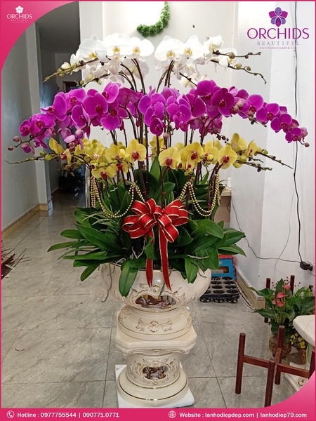 chau-hoa-lan-ho-diep-da-sac-35-canh-ds69