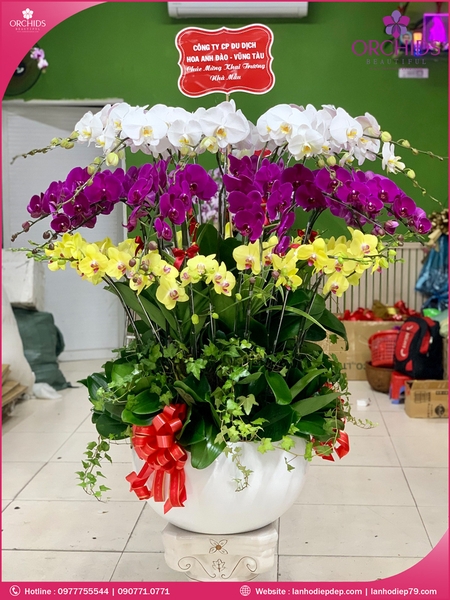 chau-hoa-lan-ho-diep-da-sac-40-canh-ds72