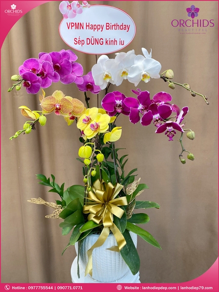 Chau-hoa-lan-ho-diep-da-sac-5-canh-ds209
