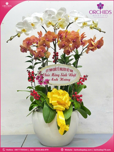 Chau-hoa-lan-ho-điep-da-sac-6-canh-ds252