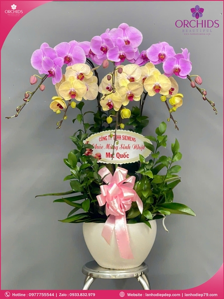 Chau-hoa-lan-ho-điep-da-sac-6-canh-ds253