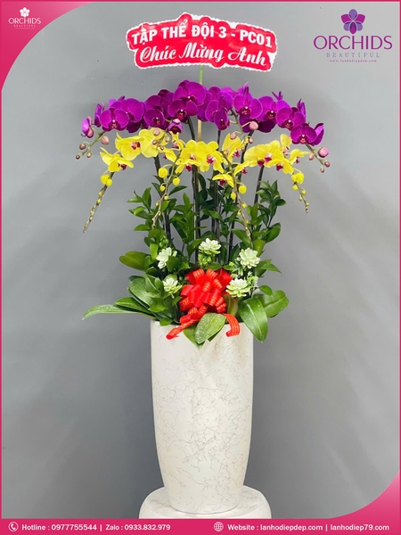 Chau-hoa-lan-ho-điep-da-sac-8-canh-ds254