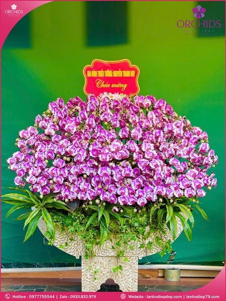 Chau-hoa-lan-ho-điep-doc-la-55-canh-d90