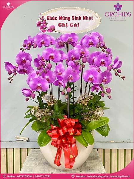 chau-hoa-lan-ho-diep-hong-10-canh-h138