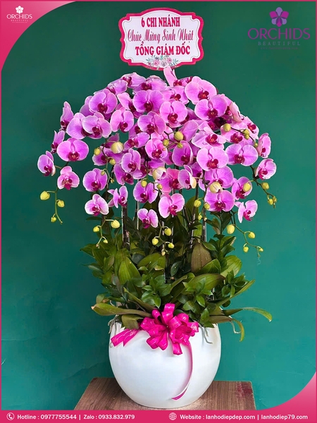 Chau-hoa-lan-ho-diep-hong-10-canh-h265