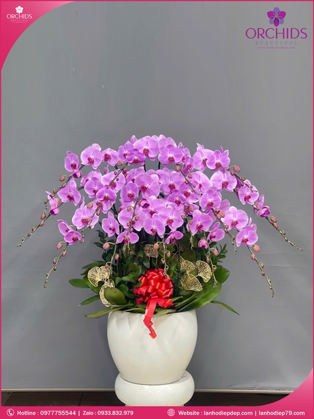 Chau-hoa-lan-ho-diep-hong-15-canh-h267