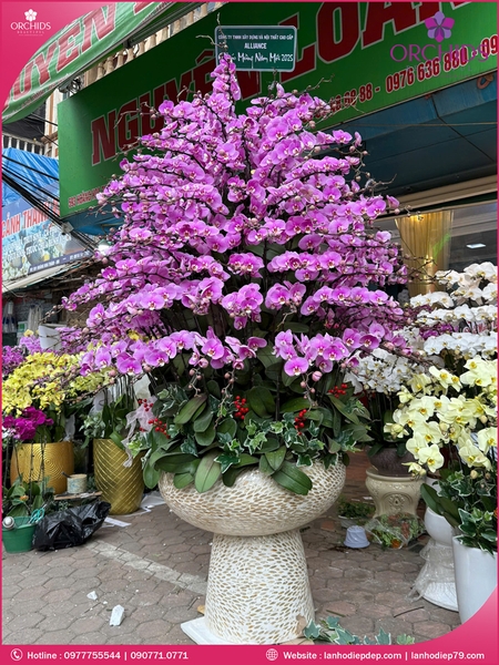 Chau-hoa-lan-ho-diep-hong-150-canh-h247