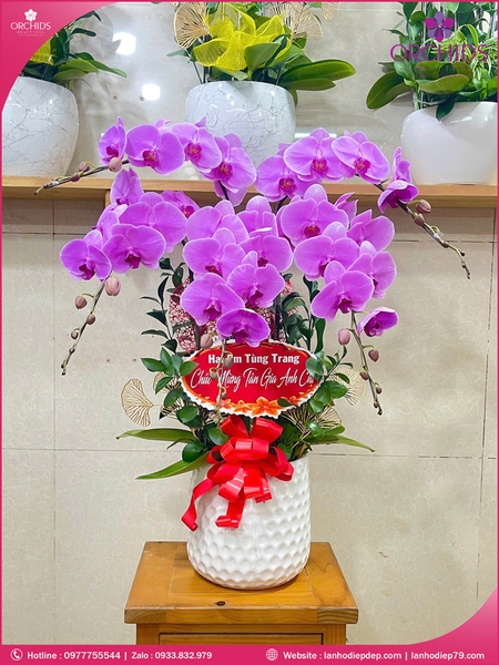 Chau-hoa-lan-ho-điep-hong-5-canh-h289