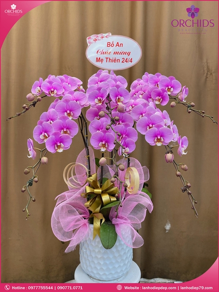 chau-hoa-lan-ho-diep-hong-6-canh-h175