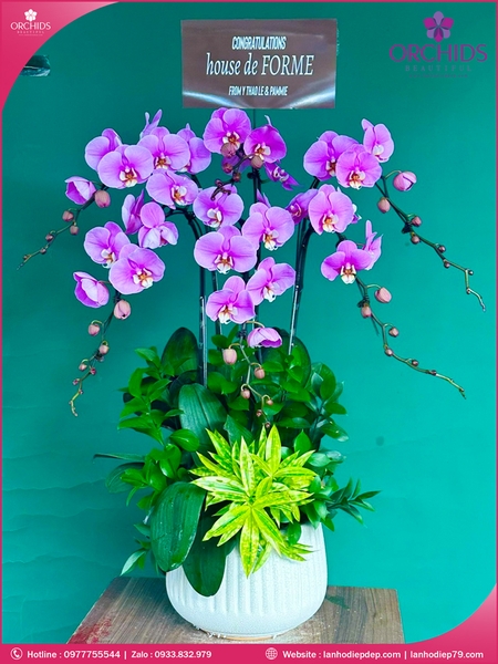 Chau-hoa-lan-ho-diep-hong-6-canh-h259