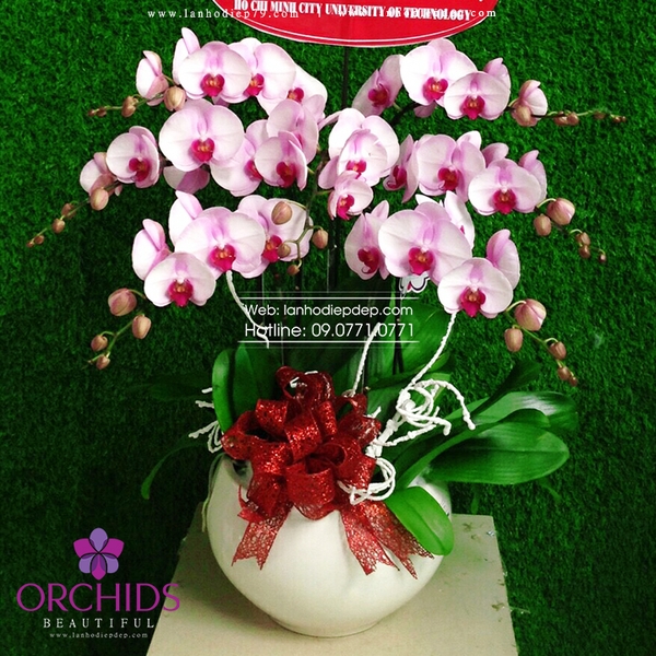 Chậu lan hồ điệp 7 cành hoa màu hồng có thiết kế đẹp, sang trọng được khách hàng lựa chọn mua nhiều nhất