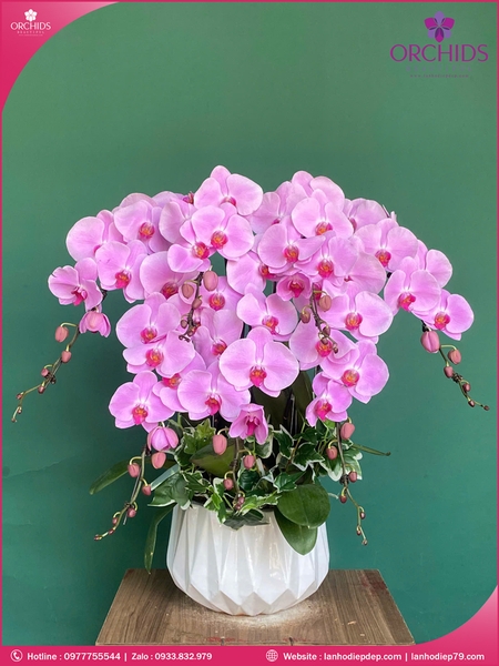 Chau-hoa-lan-ho-diep-hong-7-canh-h260