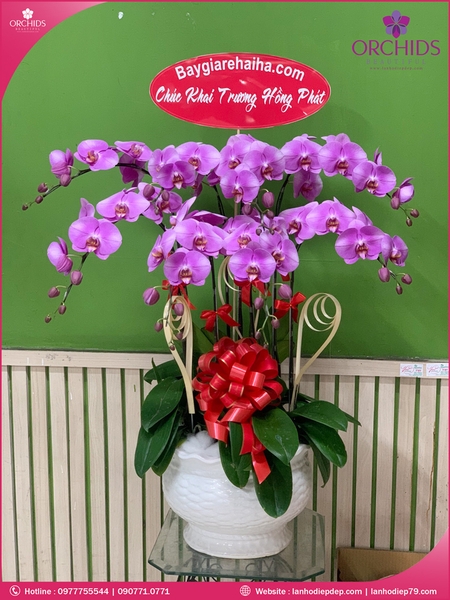 chau-hoa-lan-ho-diep-hong-8-canh-h36