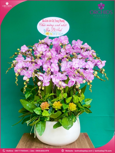 Chau-hoa-lan-ho-điep-mini-12-canh-m91