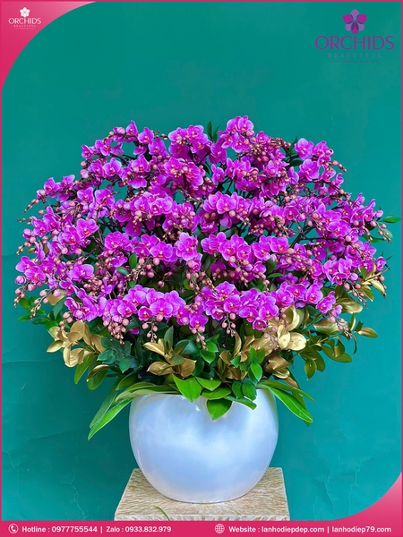 Chau-hoa-lan-ho-điep-mini-20-canh-m94