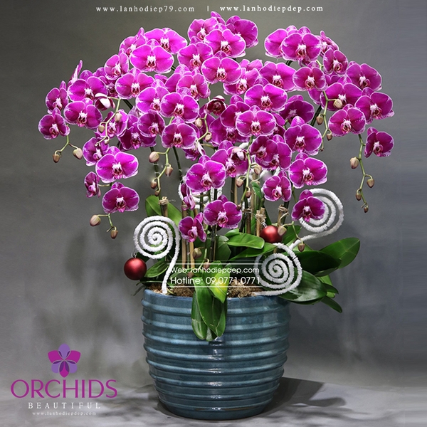 Chậu hoa lan hồ điệp tím 10 cành