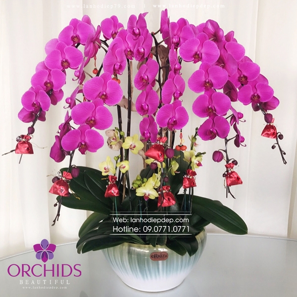 Chậu lan đại hồ điệp 5 cành hoa màu tím với cánh hoa cực to và cành dài đạt số lượng bông khủng so với những loại hoa thường, cây hoa có chất lượng tốt nhất vì thế tạo nên một sản phẩm vô cùng cao cấp