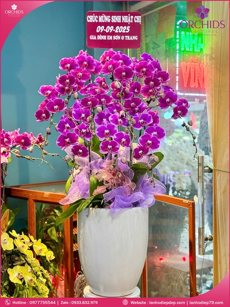 Chau-hoa-lan-ho-diep-tim-10-canh-t188