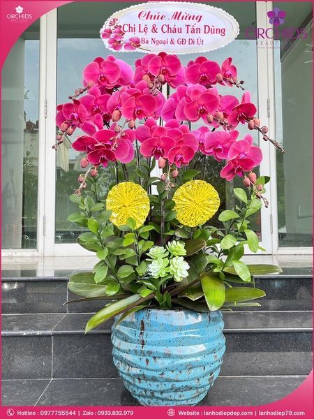 Chau-hoa-lan-ho-diep-tim-10-canh-t190