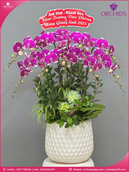 Chau-hoa-lan-ho-điep-tim-10-canh-t212