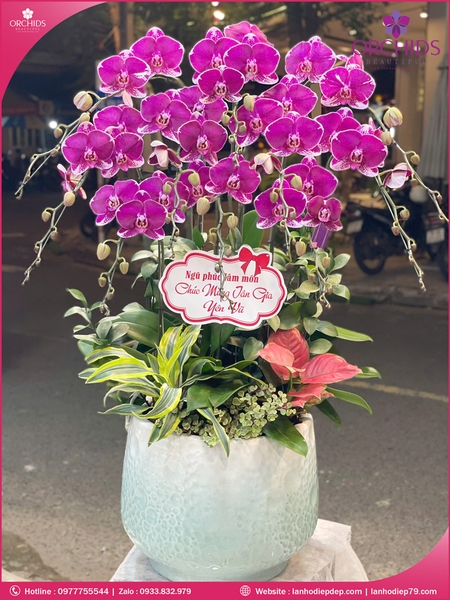 Chau-hoa-lan-ho-điep-tim-10-canh-t213