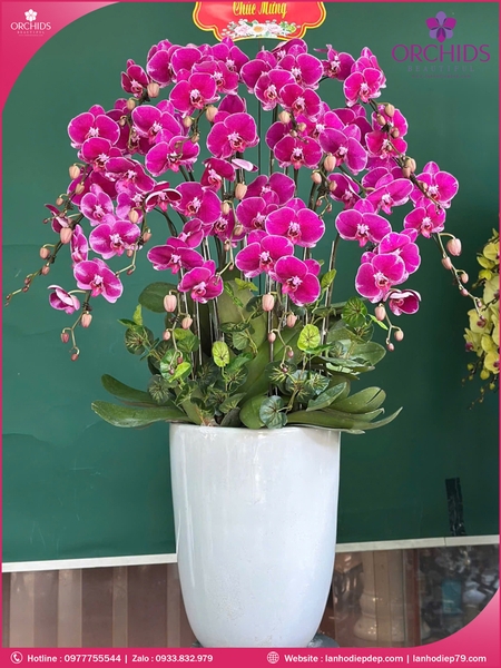 Chau-hoa-lan-ho-diep-tim-15-canh-t194