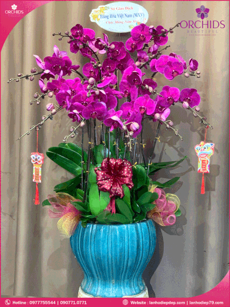chau-hoa-lan-ho-diep-tim-15-canh-t96