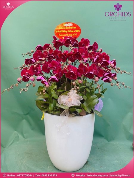 Chau-hoa-lan-ho-diep-tim-20-canh-t202