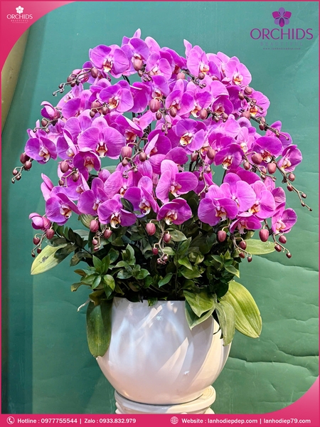 Chau-hoa-lan-ho-điep-tim-20-canh-t214