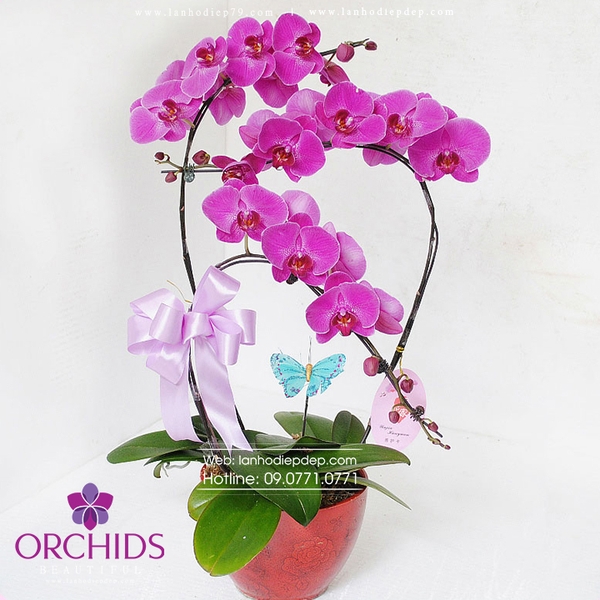 Chậu lan hồ điệp 3 cành hoa màu tím xinh xắn, được uốn cành nghệ thuật tạo sự ấn tượng khác biệt với những sản phẩm khác