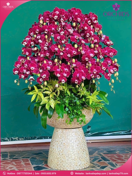 Chau-hoa-lan-ho-diep-tim-30-canh-t204