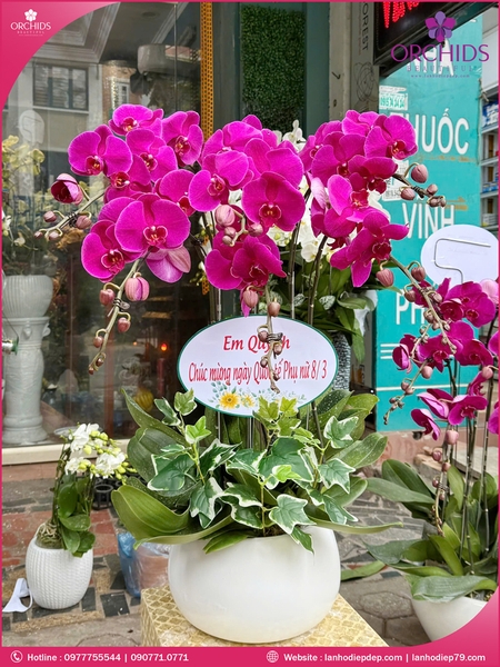 chau-hoa-lan-ho-diep-tim-5-canh-t170